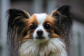 Dog Papillon – Best Places In The World To Retire – International Living
